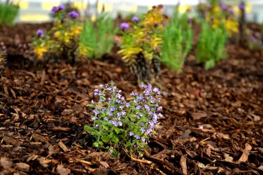 Common Mistakes To Avoid When Mulching Around Trees Shelton, WA