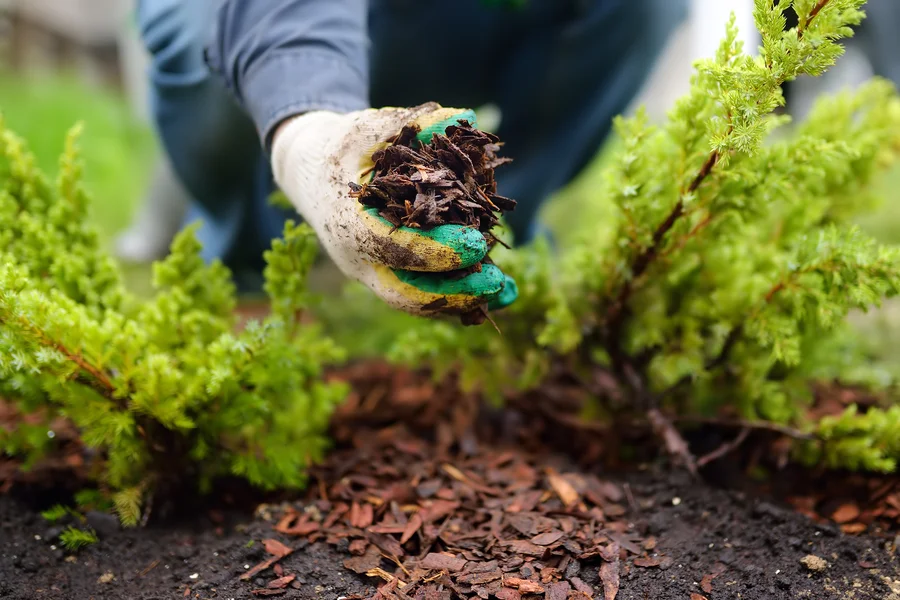 Common Mistakes To Avoid When Mulching Around Trees in Shelton, WA