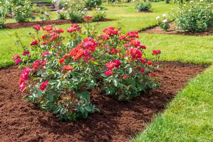 How Mulching Protects Tree Roots And Enhances Growth in Shelton, WA